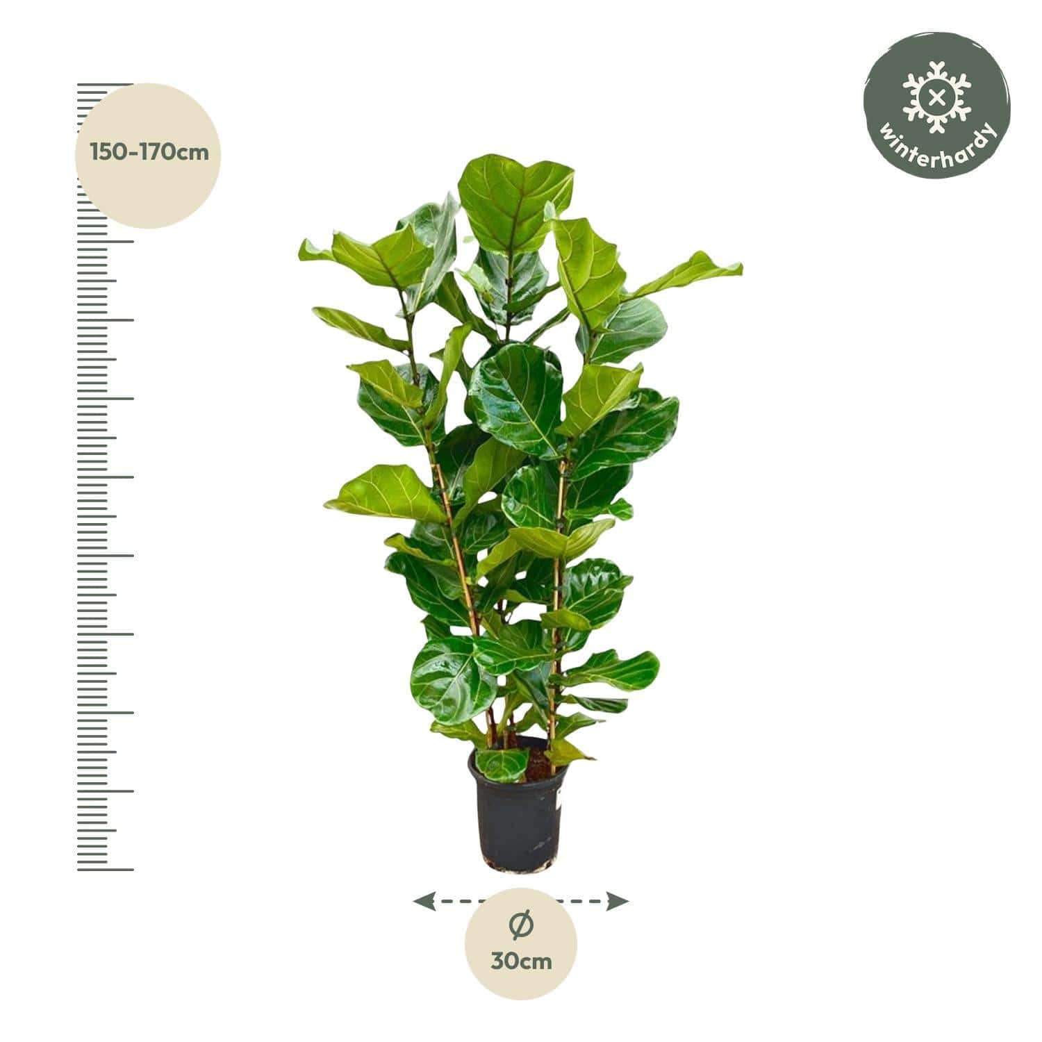 Ficus lyrata Strauch – 155 cm – Ø27 - Botanic-Vibes