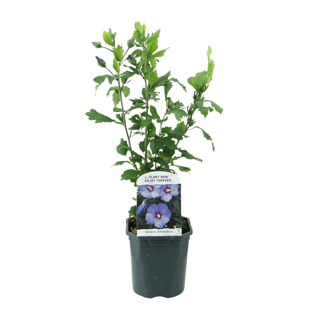 Sträucher, Hibiscus syriacus Oiseau Blau, Blüte Blau, 1 Pflanze, Laubabwerfend, Wenig Pflege, Topf 17 cm 45 cm