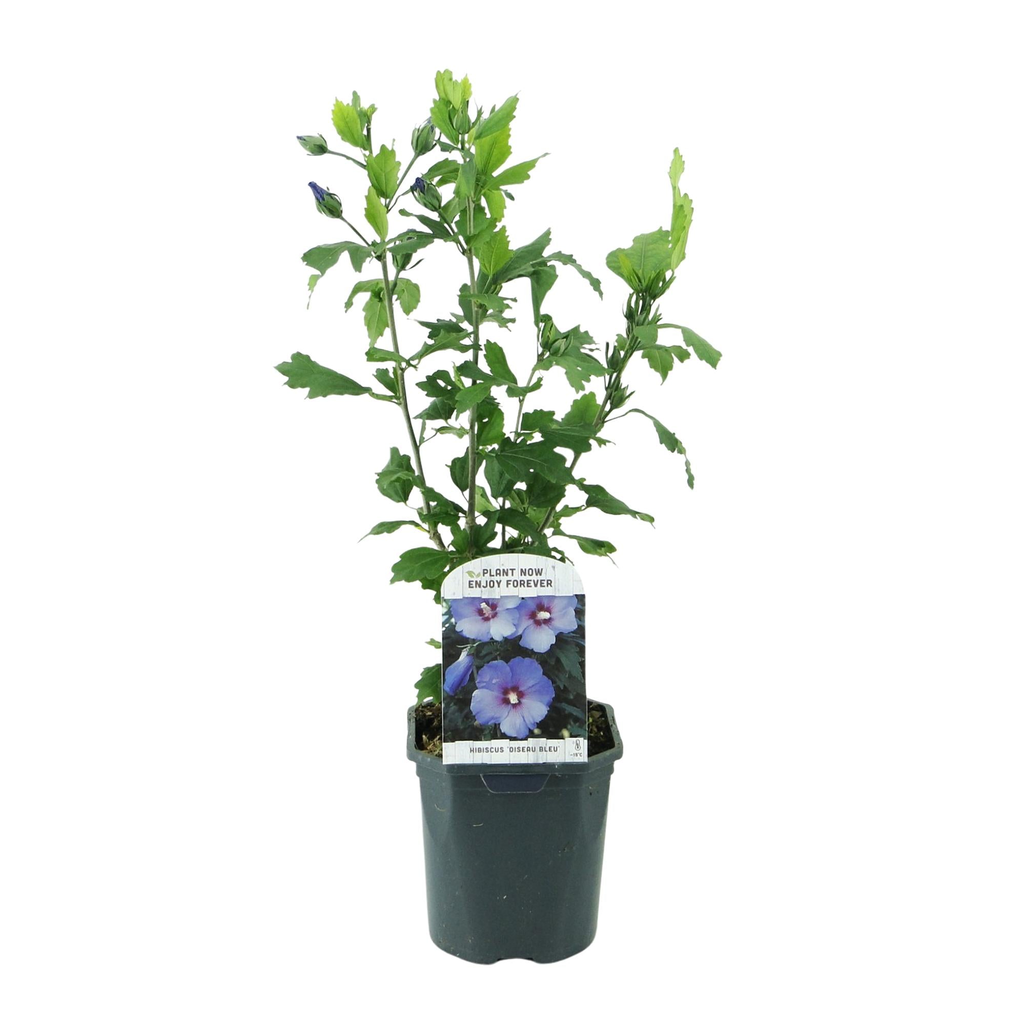 Sträucher, Hibiscus syriacus Oiseau Blau, Blüte Blau, 1 Pflanze, Laubabwerfend, Wenig Pflege, Topf 17 cm 45 cm