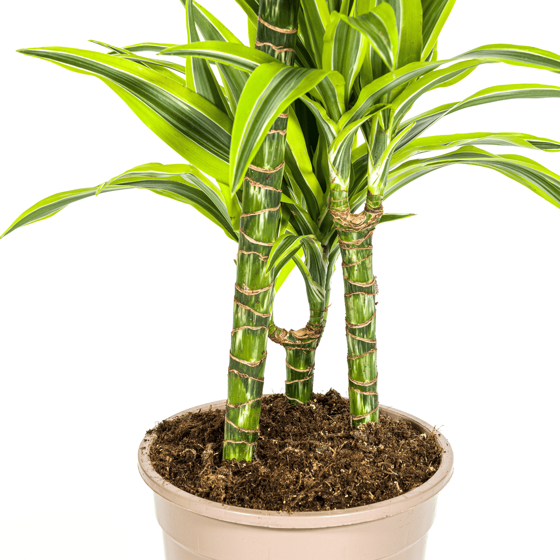 Dracaena Deremensis Lemon Lime Ø21cm - ↕90 - 110cm - Botanic-Vibes