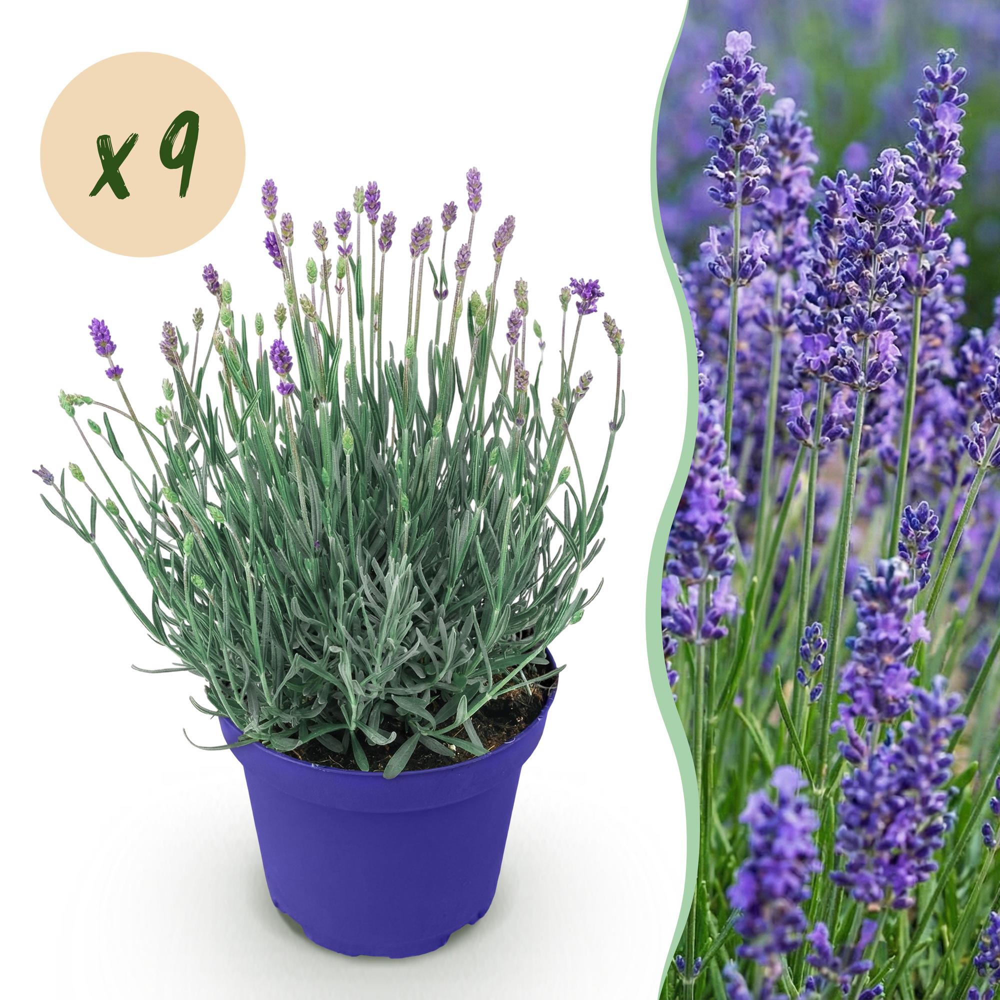 Green boutiQ, Gartenpflanze, Lavandula angustifolia Hidcote, Lavendel, Winterhart, Lila, Topf 12cm, Höhe 15, 25cm