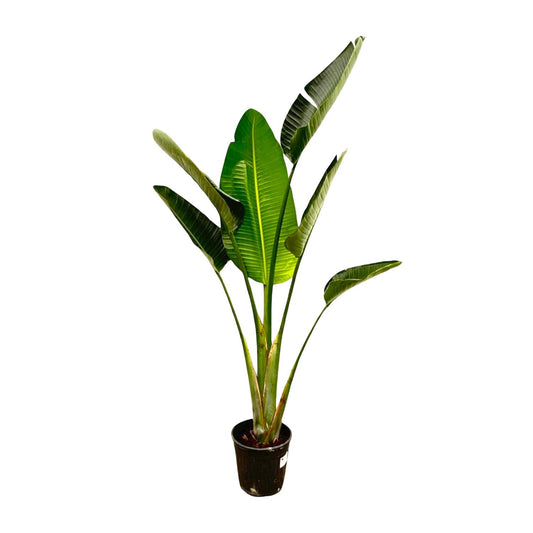 Strelitzia augusta – 180cm – Ø30