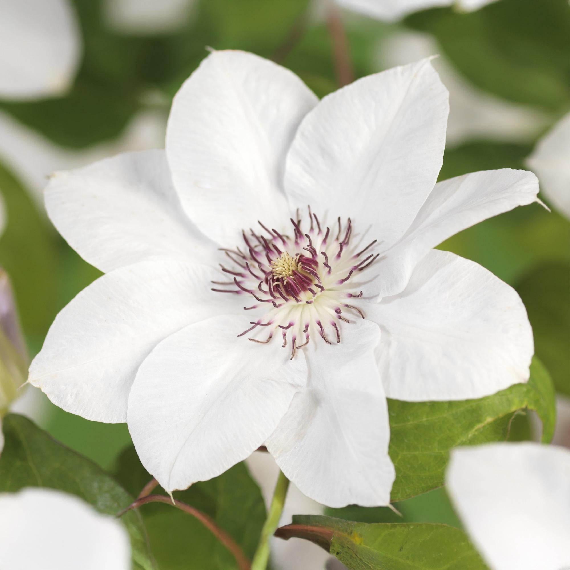 Kletterpflanze, Clematis Miss Bateman, Blüte Weiß- Wenig Pflege, 2 Pflanzen, Topf 11 cm 40 cm