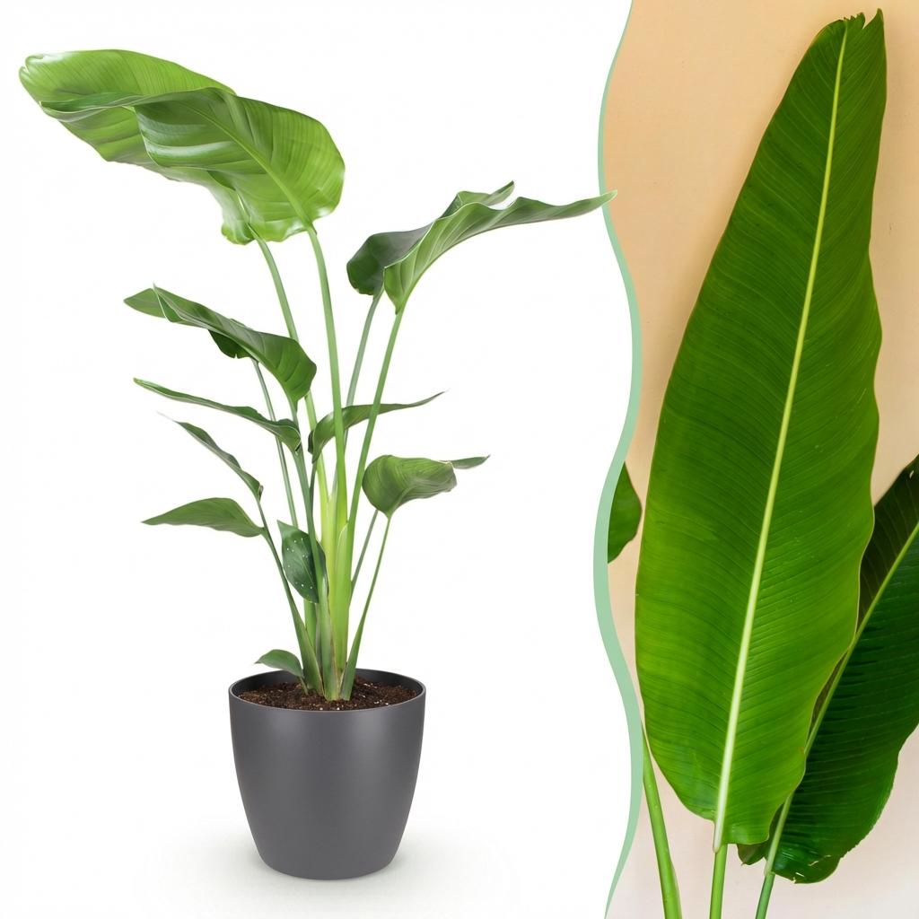 Green boutiQ, Zimmerpflanzen, Strelitzia Nicolai, Paradiesvogelblume, Geringer Pflegeaufwand, Grün, Topf 21cm, Höhe 110, 120cm