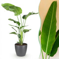 Green boutiQ, Zimmerpflanzen, Strelitzia Nicolai, Paradiesvogelblume, Geringer Pflegeaufwand, Grün, Topf 21cm, Höhe 110, 120cm