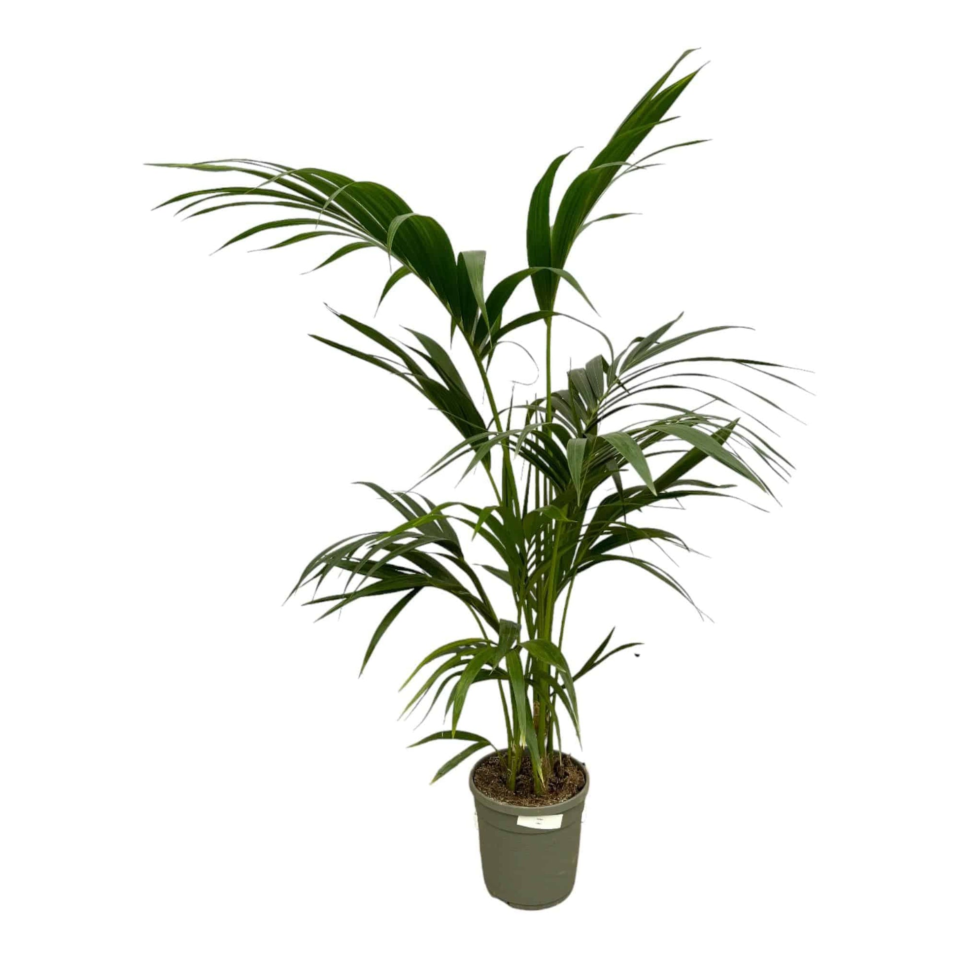 Kentia Palme – 130 cm – Ø21 - Botanic-Vibes