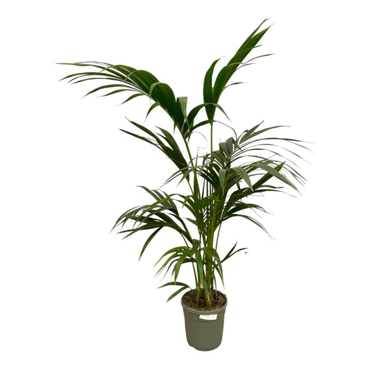 Kentia Palme – 130 cm – Ø21 - Botanic-Vibes