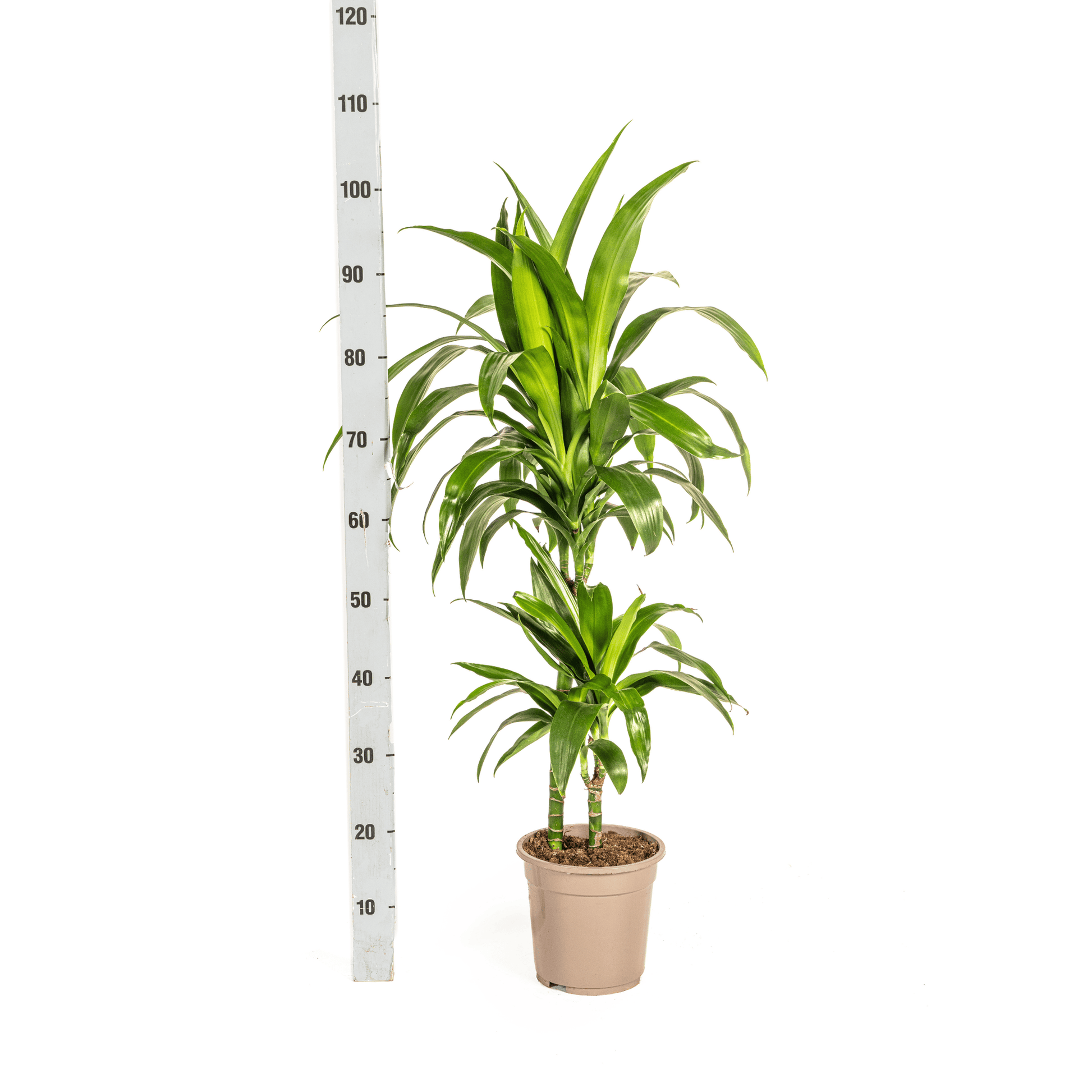 Dracaena Deremensis Lisa Ø19cm - ↕70 - 90cm - Botanic-Vibes