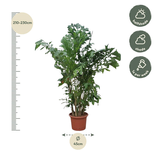 Caryota mitis – 220 cm – ø45