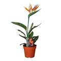 Strelitzia Reginae P13 2er-Set (mit Kunstblume), Ø13 cm, 35 cm