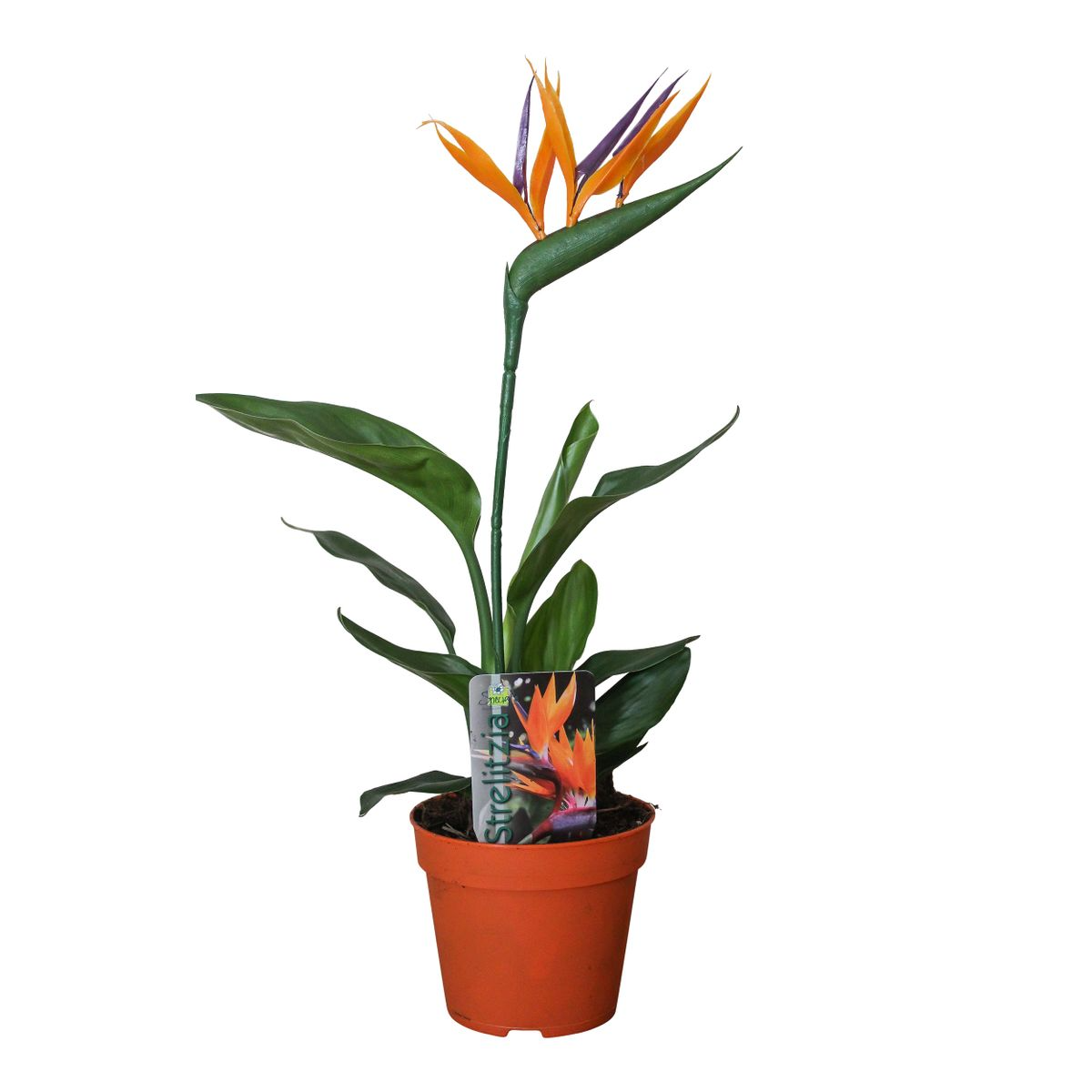 Strelitzia Reginae P13 2er-Set (mit Kunstblume), Ø13 cm, 35 cm