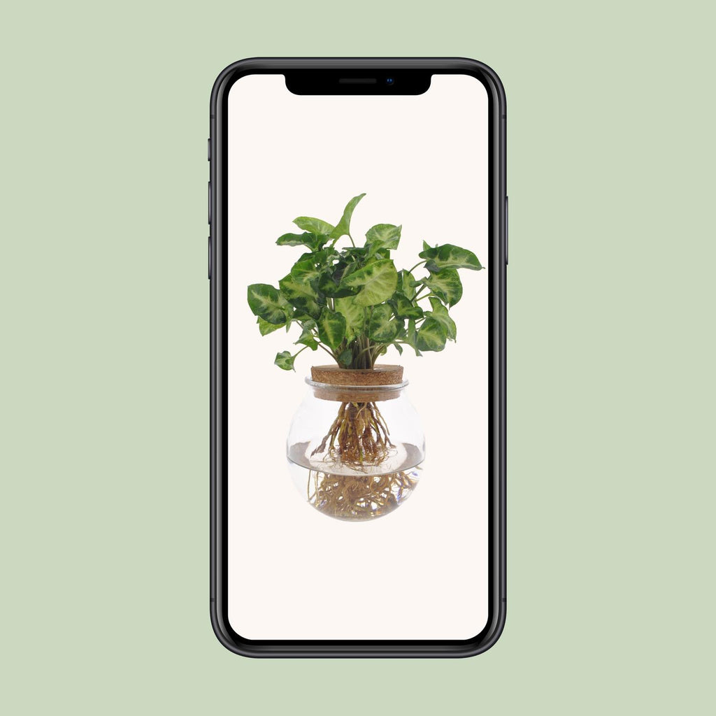 Syngonium Pixie, Ø12 cm, 30 cm