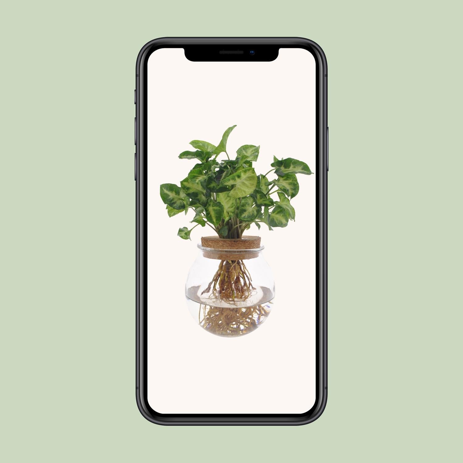 Syngonium Pixie, Ø12 cm, 30 cm
