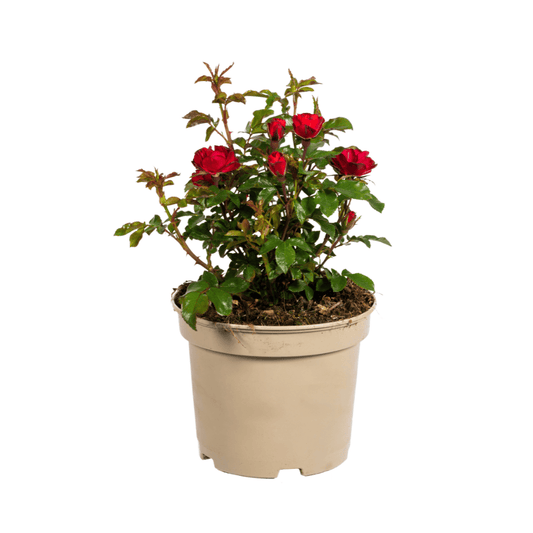 Rosa Zepeti Ø19cm - ↕35 - 40cm - Botanic-Vibes