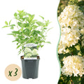 Rispenhortensie, Hydrangea panniculata Limelight, Blüte Creme Weiß, 3 Pflanzen, 1 m2, Laubabwerfend, Große Blüten, Topf 17 cm 50 cm
