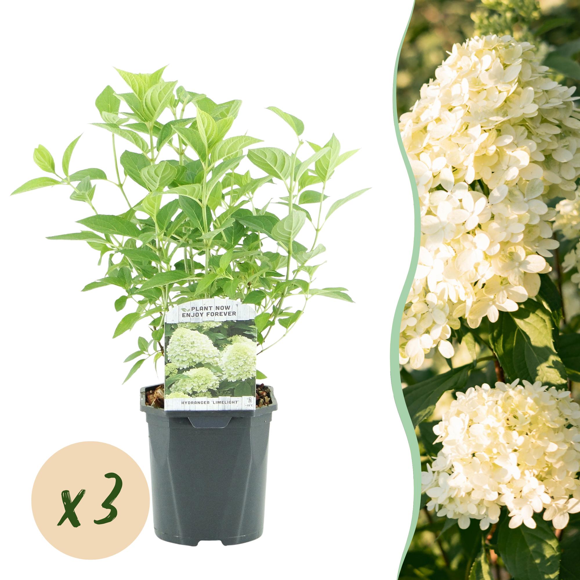 Rispenhortensie, Hydrangea panniculata Limelight, Blüte Creme Weiß, 3 Pflanzen, 1 m2, Laubabwerfend, Große Blüten, Topf 17 cm 50 cm