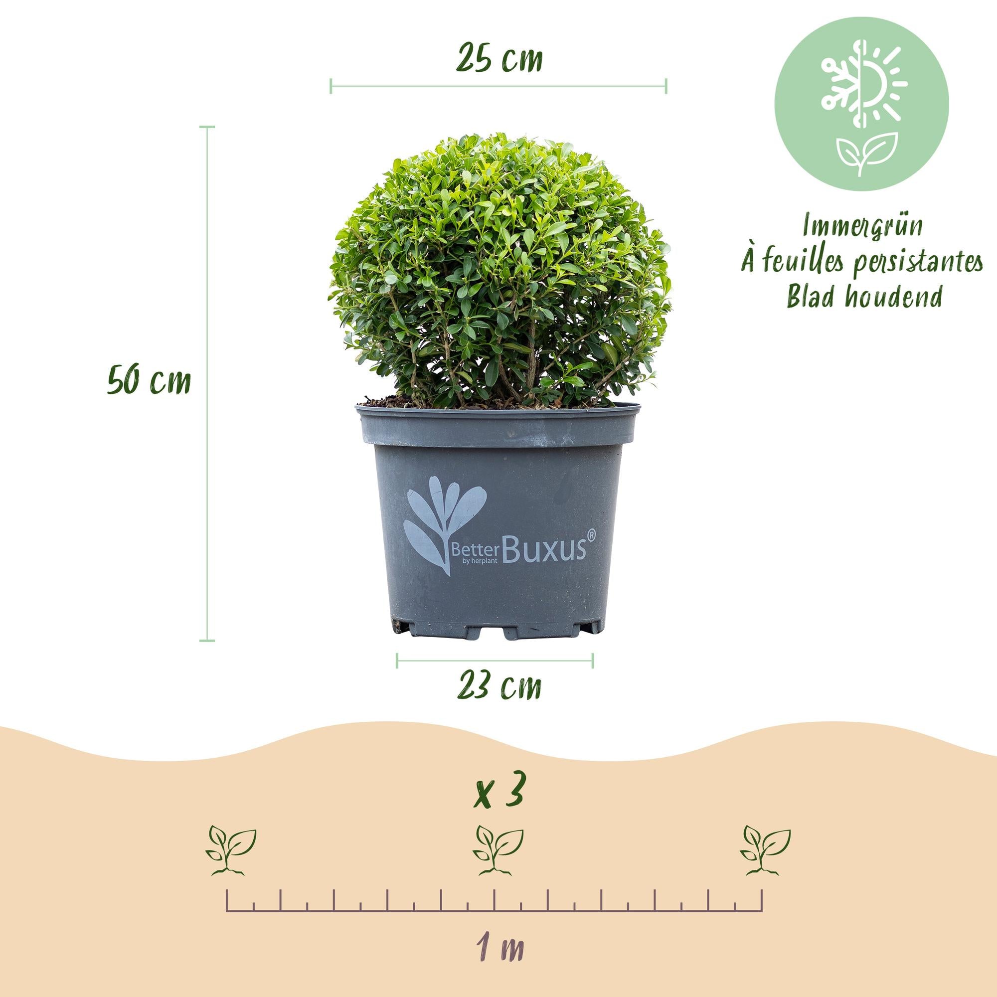 Buxus Kugel, BetterBuxus Skylight, Widerstandsfähig gegen die Buxuskrankheit, 1 Pflanze, Topf 23 cm Kugel 25 cm