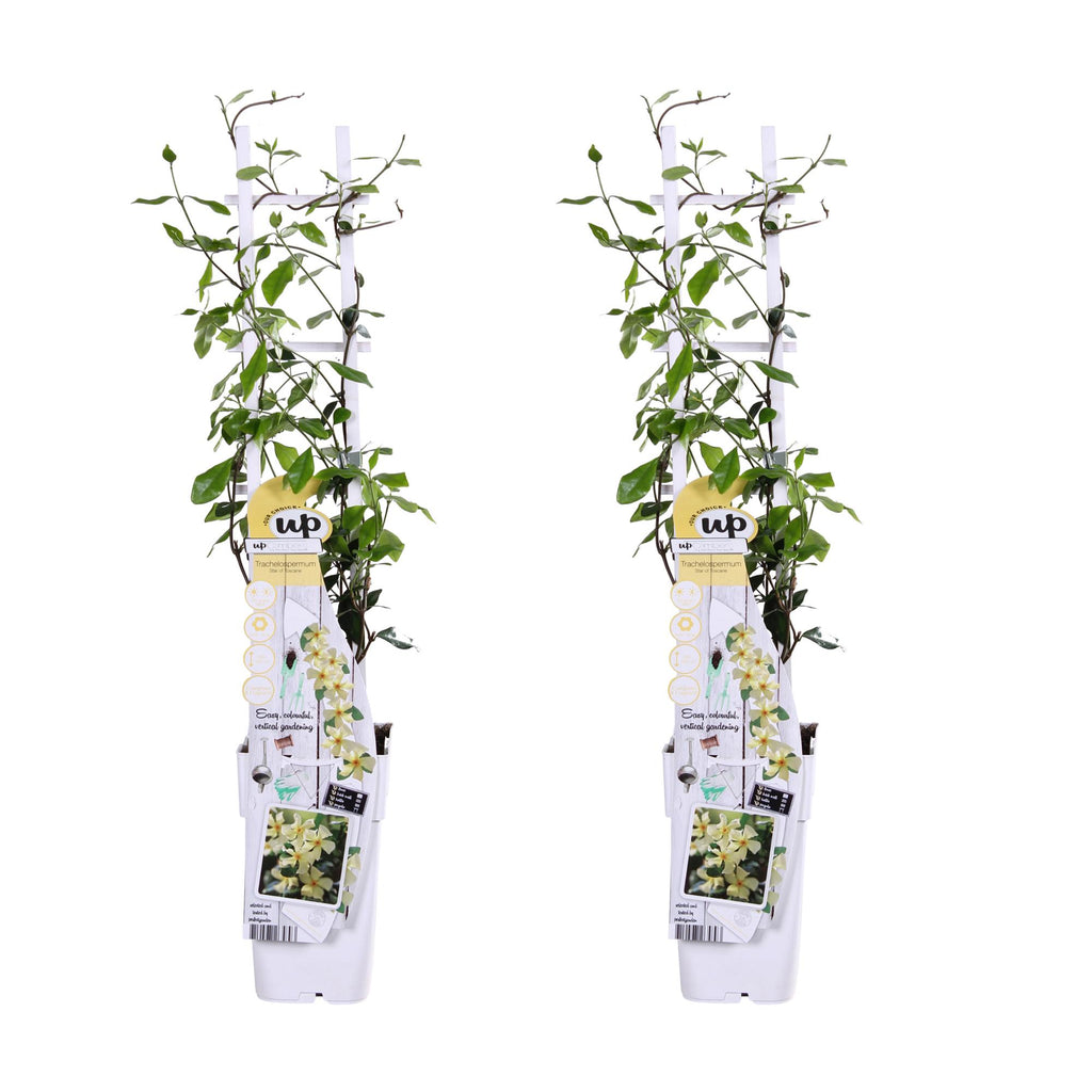 2x, Trachelospermum 'Star of Toscana', 65 cm, Ø15 cm