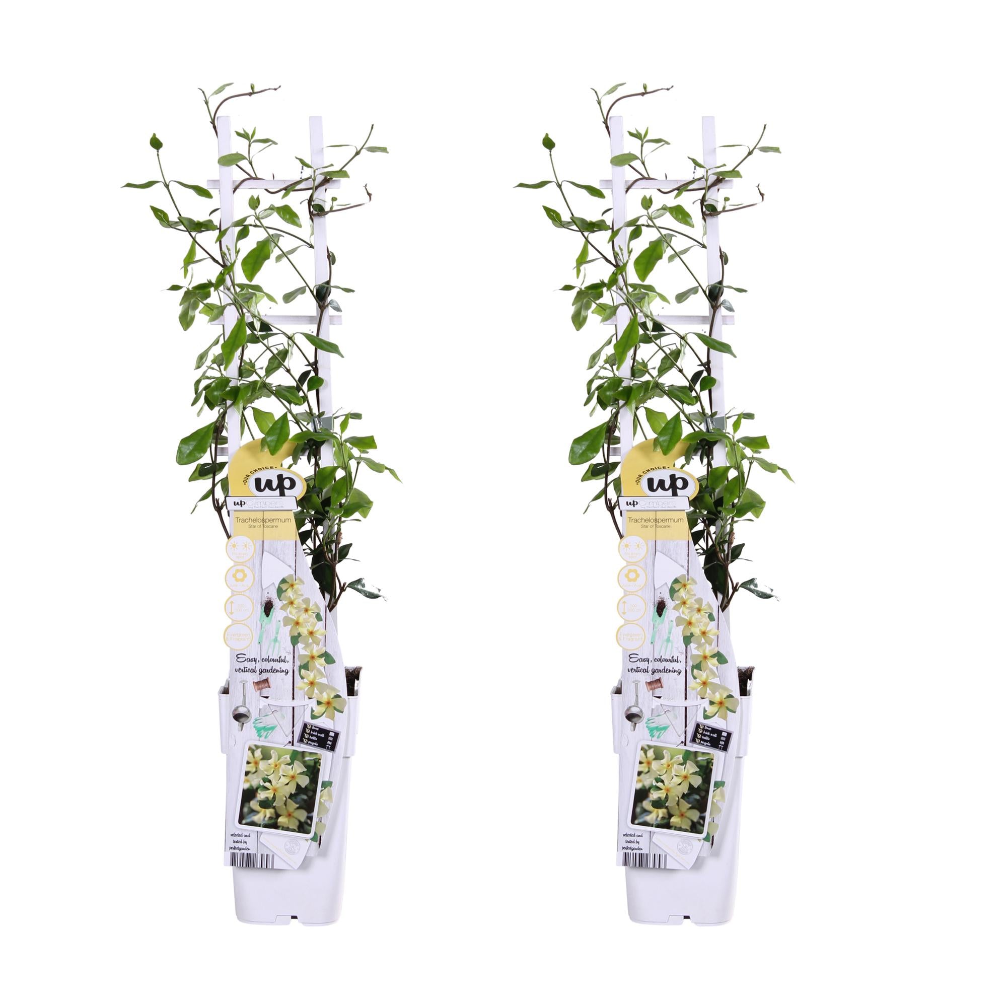2x, Trachelospermum 'Star of Toscana', 65 cm, Ø15 cm