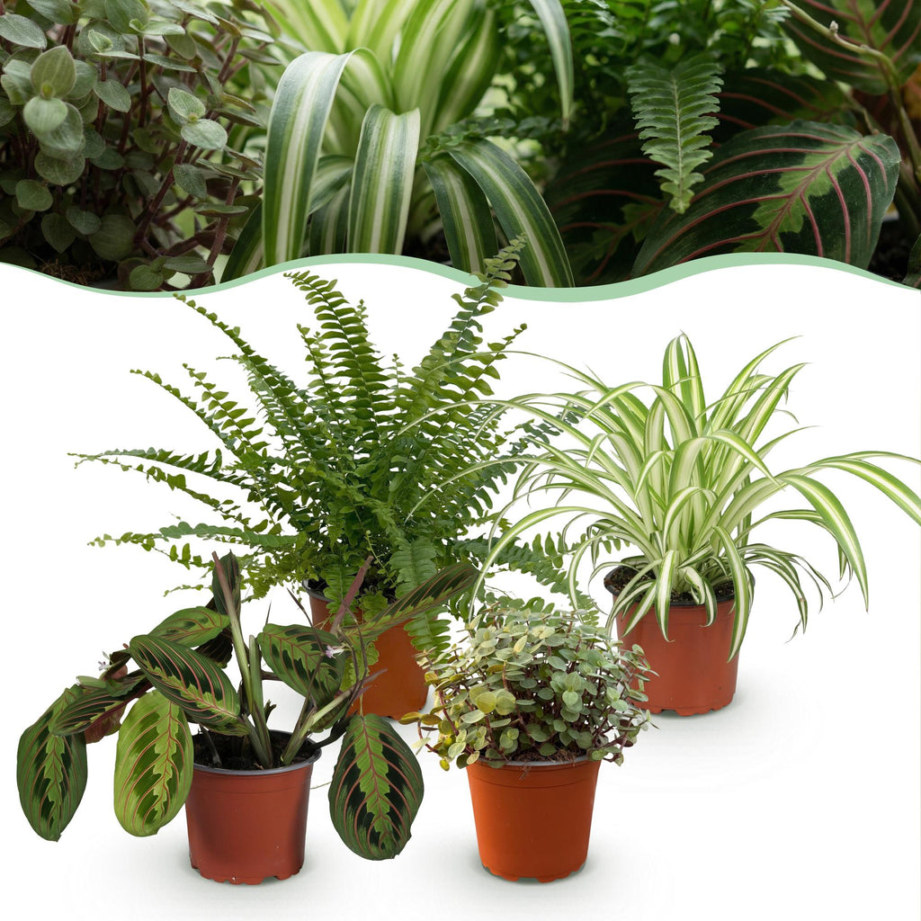 Green boutiQ, Zimmerpflanze, Chlorophytum, Maranta, Calissia, Nephrolepsis, Mix aus 4, Haustierfreundliche Pflanzen, Grün, Topf 12cm, Höhe 25cm