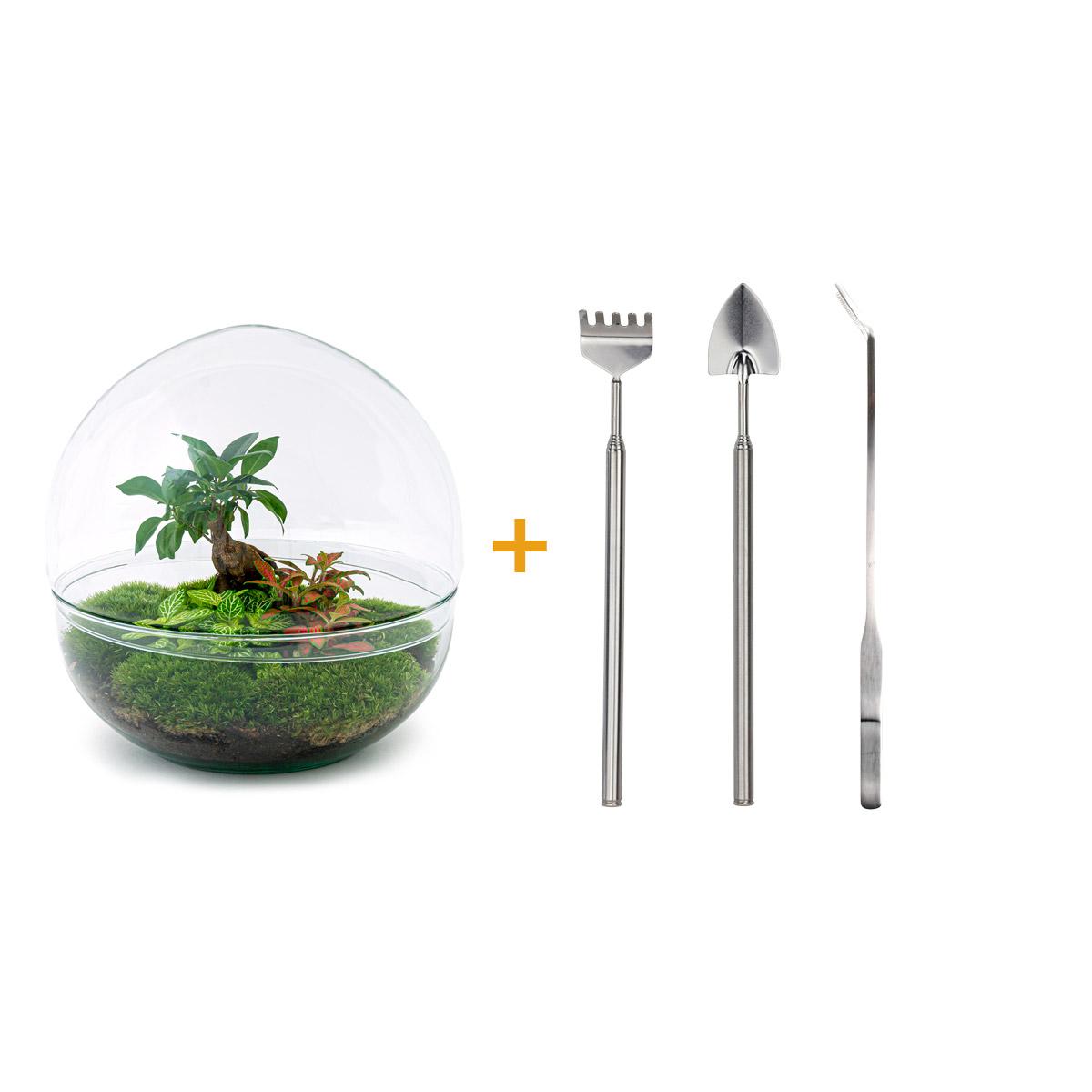 Flaschengarten – Dome XL – Ficus Ginseng Bonsai – 30 cm – Rechen + Schaufel + Pinzette