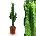 Euphorbia eritrea, Afrikanischer Milchbaum, Wenig Pflege, Grün, 1, Topf 19 cm, 70 cm