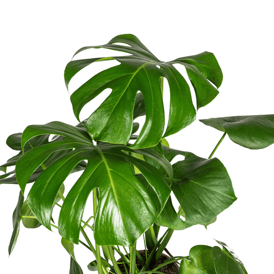 Monstera Deliciosa Tauerii Ø21cm - ↕70 - 90cm - Botanic-Vibes