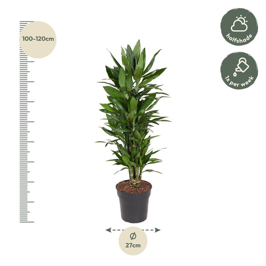 Dracaena Janet Lind verzweigt – 110 cm – Ø27 - Botanic-Vibes
