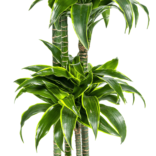 Dracaena Deremensis Dorado Ø27cm - ↕170 - 190cm - Botanic-Vibes