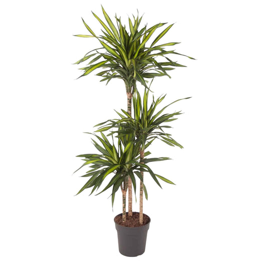 Dracaena Riki – 140 cm – Ø24 - Botanic-Vibes