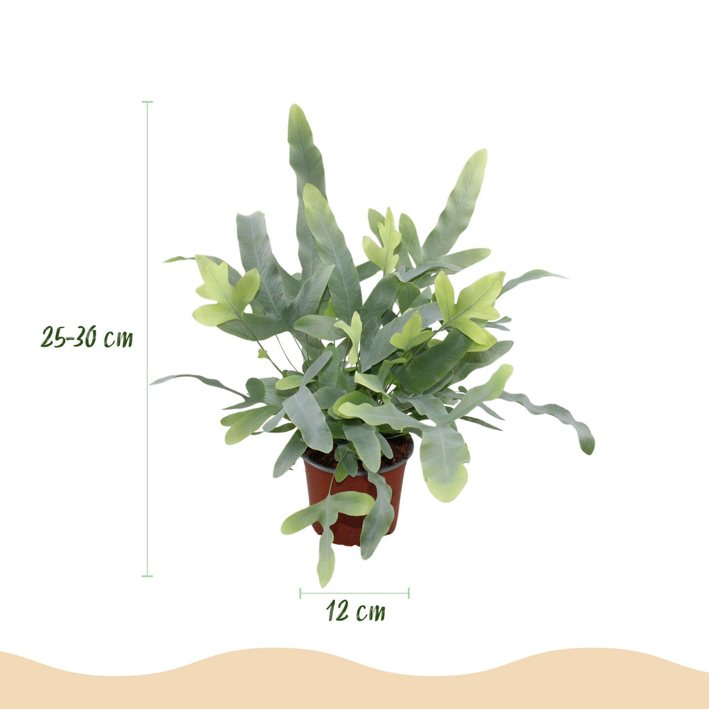 Green boutiQ, Zimmerpflanze, Phlebodium aureum Blue Star, Blaue Farn, Haustierfreundliche Pflanze, Blau, Topf 12cm, Höhe 25cm
