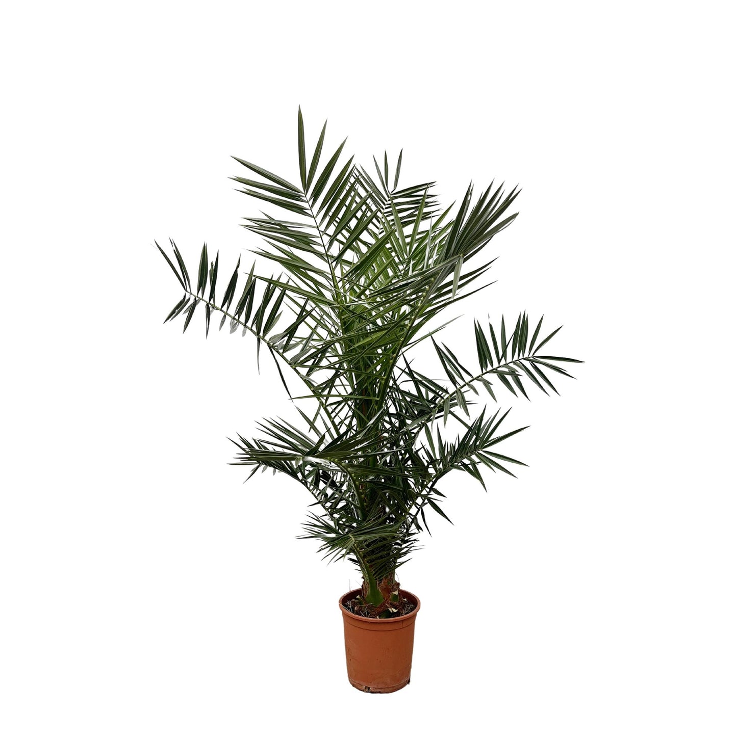 Phoenix canariensis – 140 cm – Ø21
