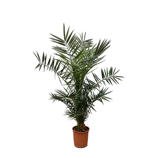 Phoenix canariensis – 140 cm – Ø21