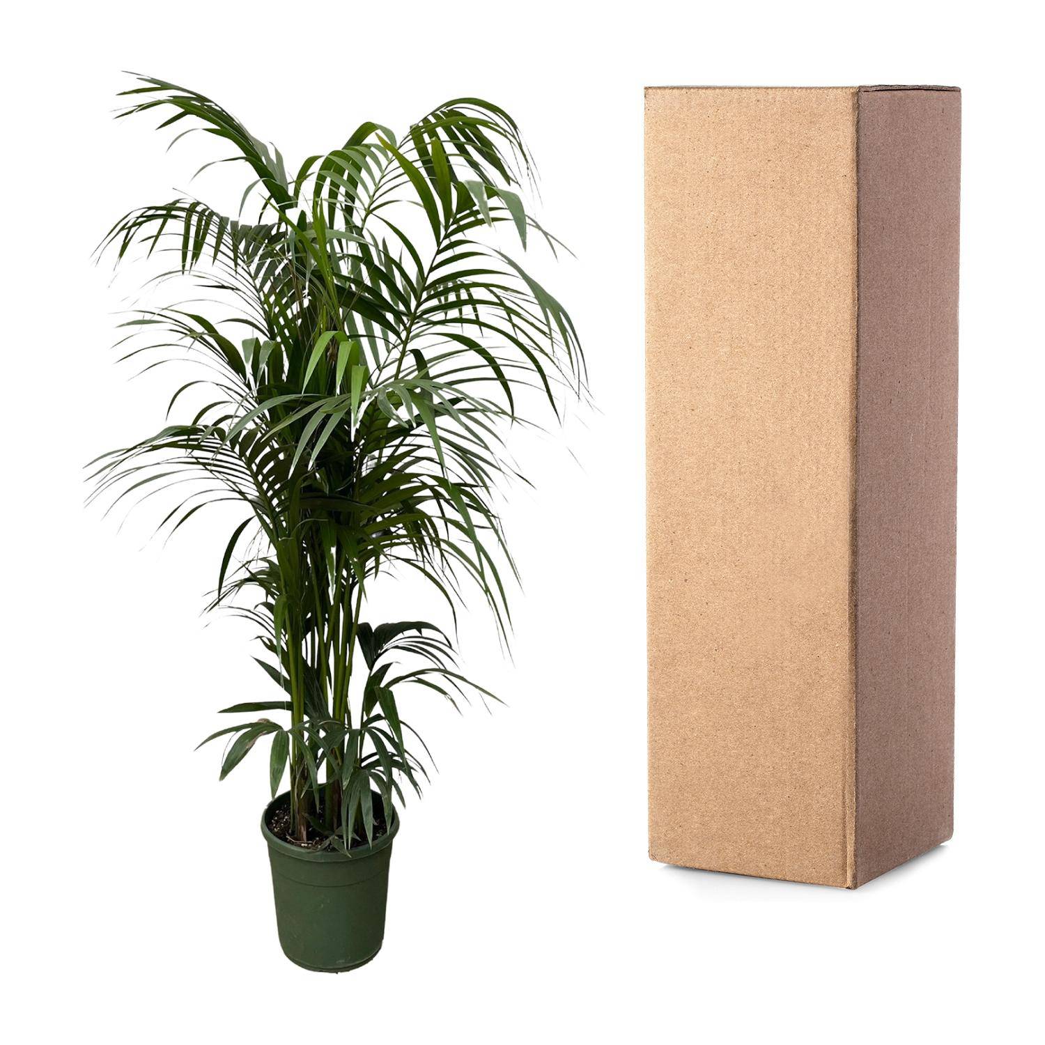 Kentia palm – 220 cm – Ø38 - Botanic-Vibes