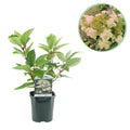 Rispenhortensie, Hydrangea panniculata Wims Rot, Blüte Weiß Rot, 1 Pflanze, Laubabwerfend, Große Blüten, Topf 17 cm 50 cm