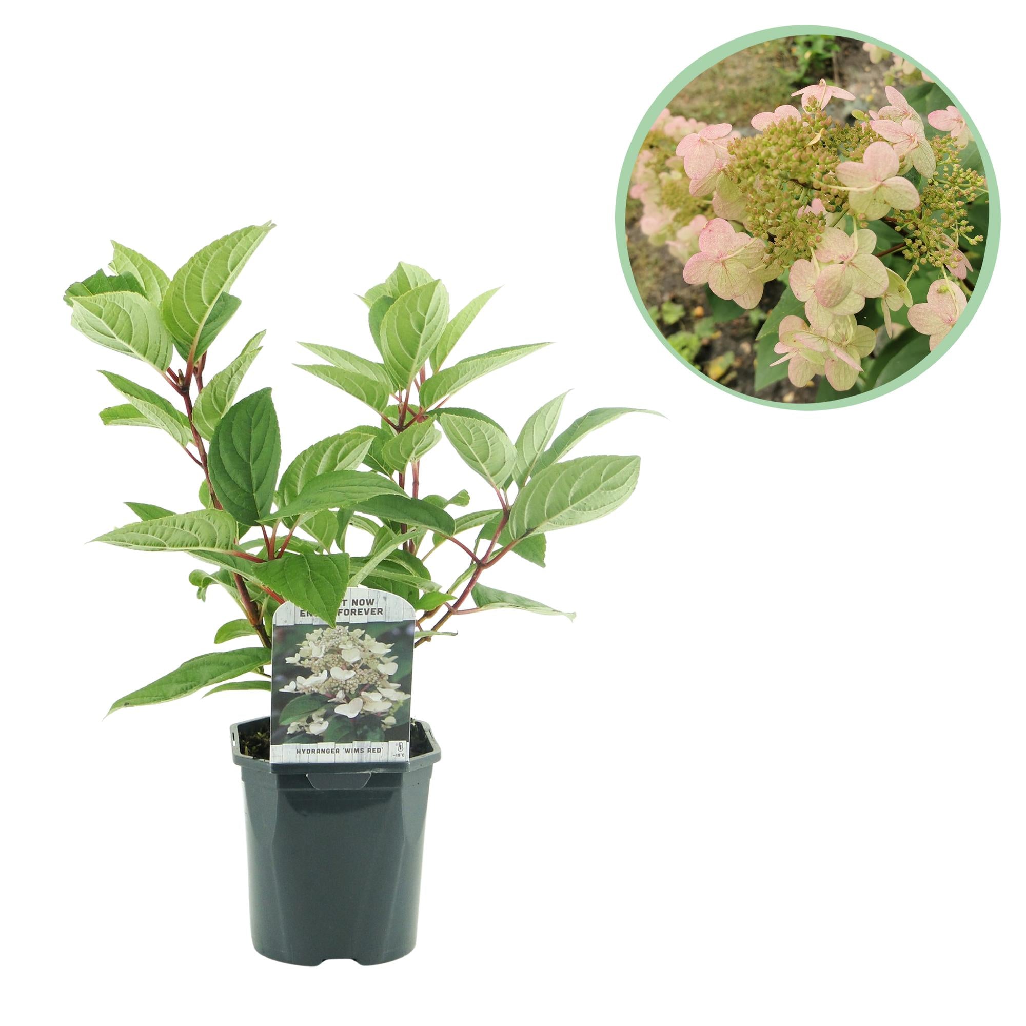 Rispenhortensie, Hydrangea panniculata Wims Rot, Blüte Weiß Rot, 1 Pflanze, Laubabwerfend, Große Blüten, Topf 17 cm 50 cm