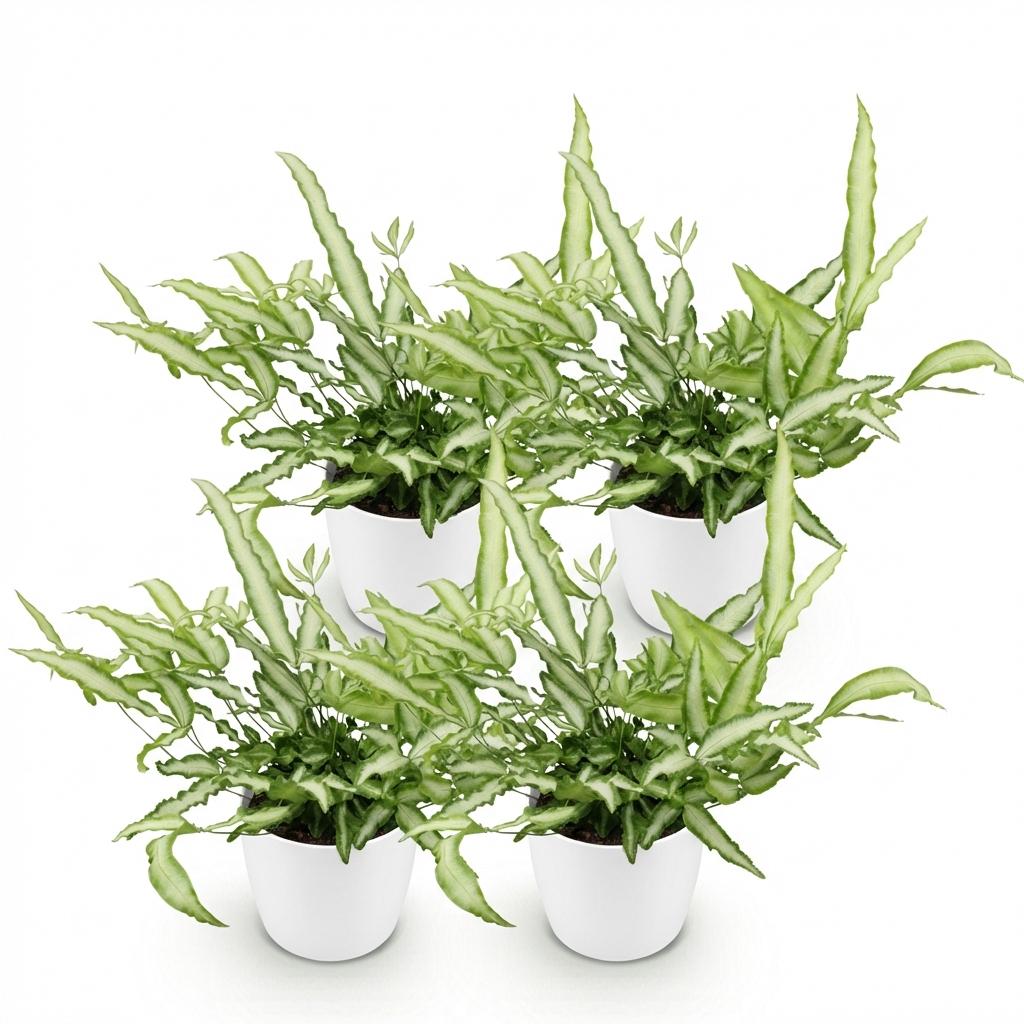 Green boutiQ, Zimmerpflanze, Pteris cretica Albolineata, Schwertfarn, Haustierfreundliche Pflanze, Grün, Topf 12cm, Höhe 20cm