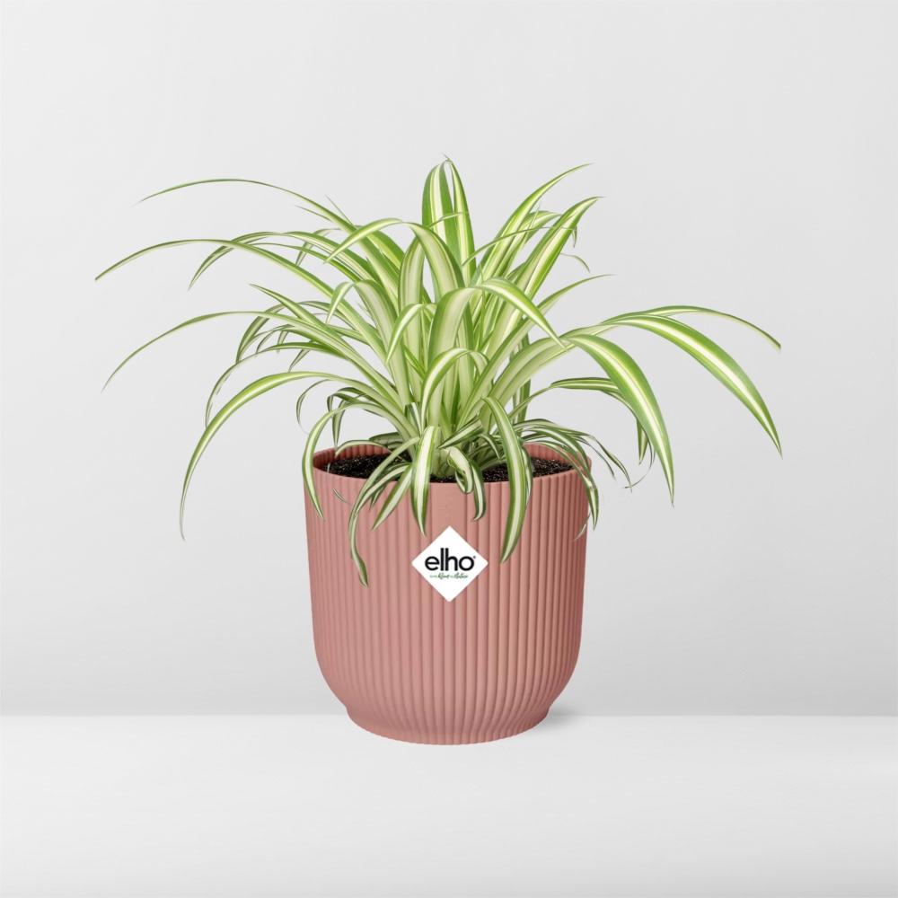 Chlorophytum Comosum Variegatum im ELHO Vibes Fold, 14 cm, rosa