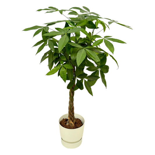 Pachira aquatica inklusive elho Greenville Round weiß – 160 cm – Ø30
