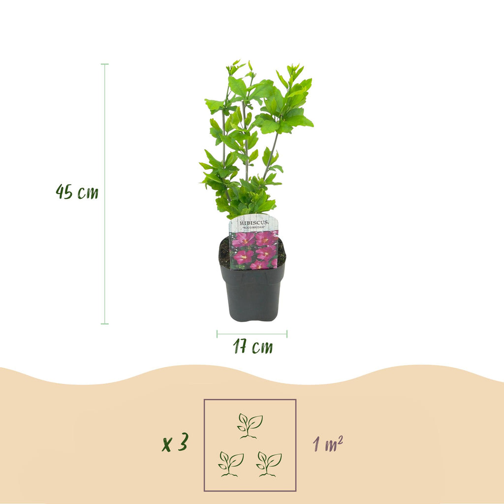 Sträucher, Hibiscus syriacus Woodbridge, Blüte Rosa, 1 Pflanze, Laubabwerfend, Pflegeleicht, Topf 17 cm 45 cm
