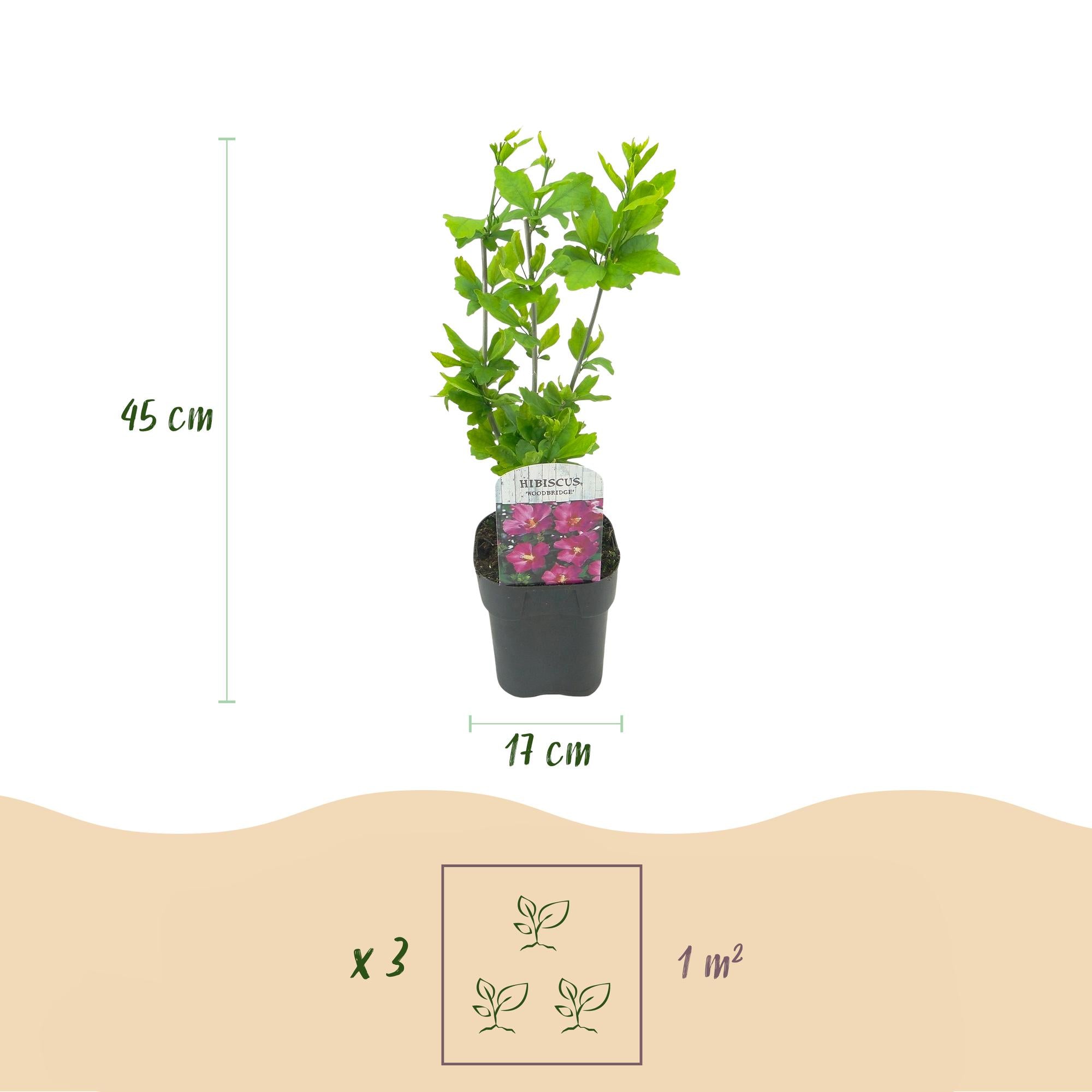 Sträucher, Hibiscus syriacus Woodbridge, Blüte Rosa, 1 Pflanze, Laubabwerfend, Pflegeleicht, Topf 17 cm 45 cm