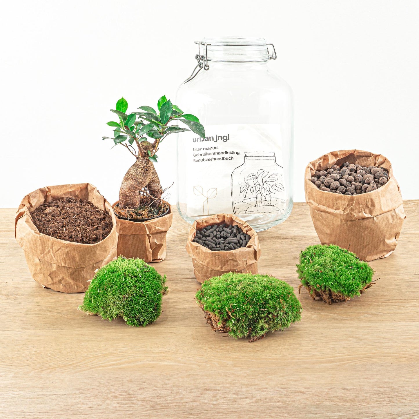 Flaschengarten – Ficus Ginseng Bonsai – 28 cm – Standardausführung