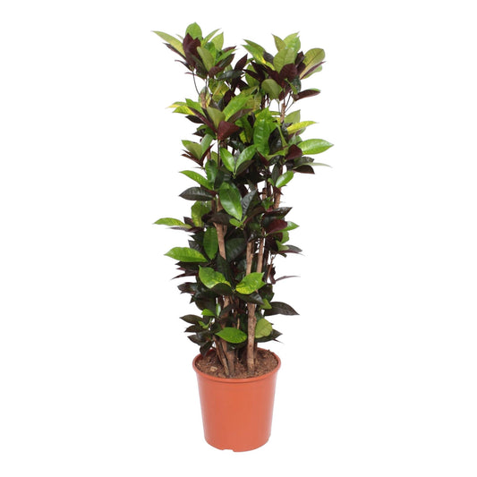 Codiaeum Iceton (Croton Iceton) – 140 cm – Ø27