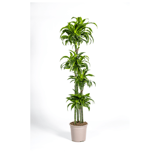 Dracaena Deremensis Dorado Ø27cm - ↕170 - 190cm - Botanic-Vibes