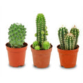 Mini Kakteen Set, 3 Stück, Ø5 cm.5 cm, 5-10 cm
