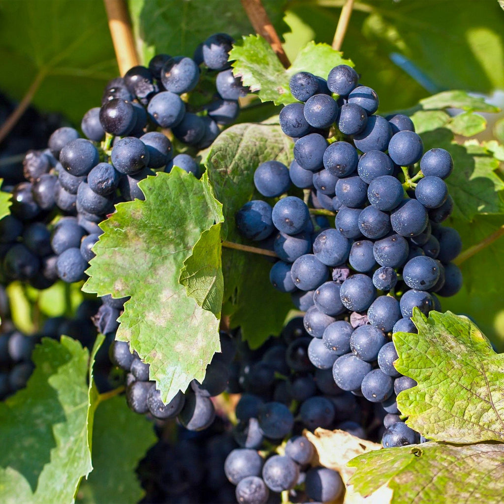 Obstpflanze, Vitis vinifera Regent, Weinrebe, Veredelt, Blaue Traube, 2 Pflanzen, Topf 15 cm, 50 cm