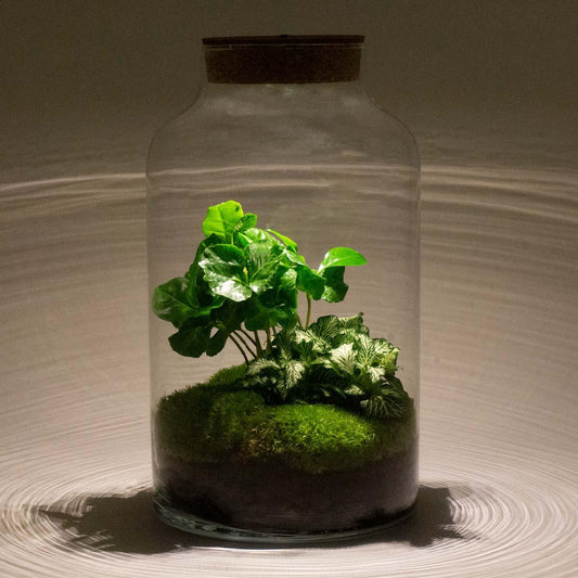 Flaschengarten – Milky Coffea mit Lampe – 31 cm – Rechen + Schaufel + Pinzette