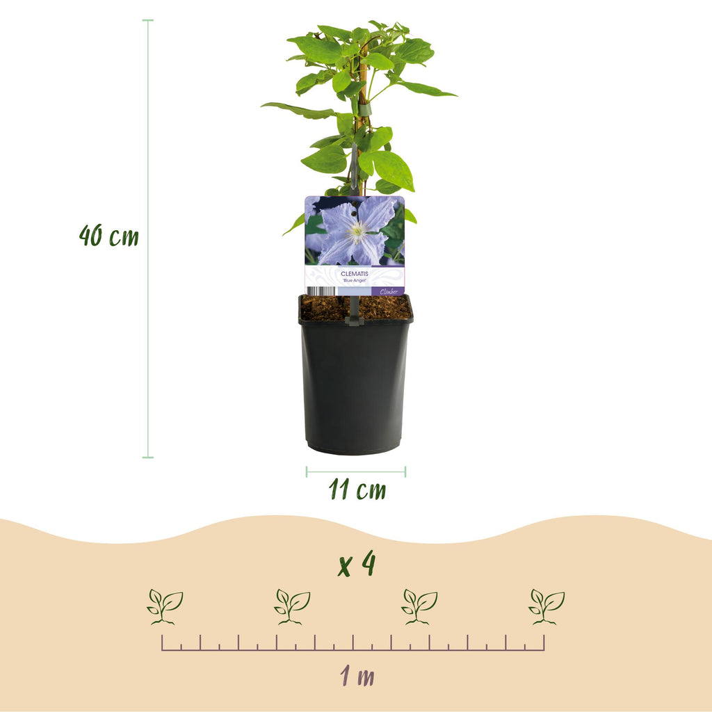 Kletterpflanze, Clematis Blau Angel, Blüte Licht Blau, Wenig Pflege, 2 Pflanzen, Topf 11 cm 40 cm