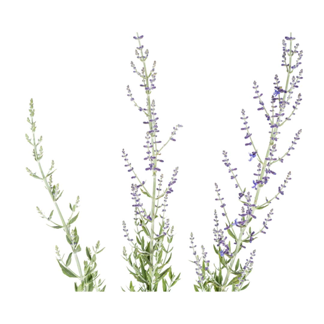 Perovskia atriplicifolia Ø19cm - ↕50 - 60cm