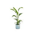 Combi deal - Strelitzia nicolai inklusive elho Ocean Round Atlantikblau Ø22 – 100 cm - Botanic-Vibes